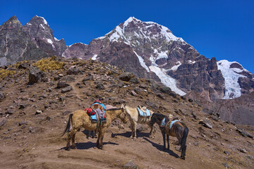 Caballos de carga parados en pie de monte andino peruano 
