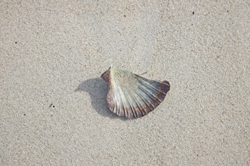 seashell on sand