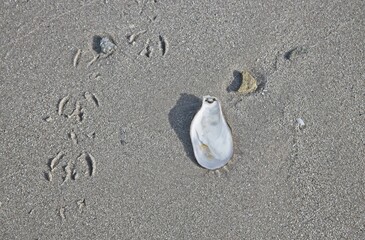 Shell and footprint on the sand