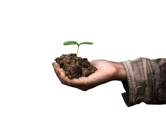 Plant in old man hands isolated