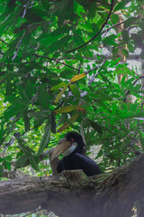 A Wreated Hornbill Bird Sitting on the Branch of a Tree