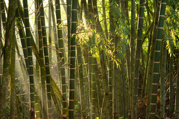 bamboo forest background