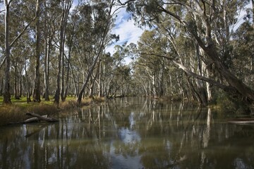 Tree lined river