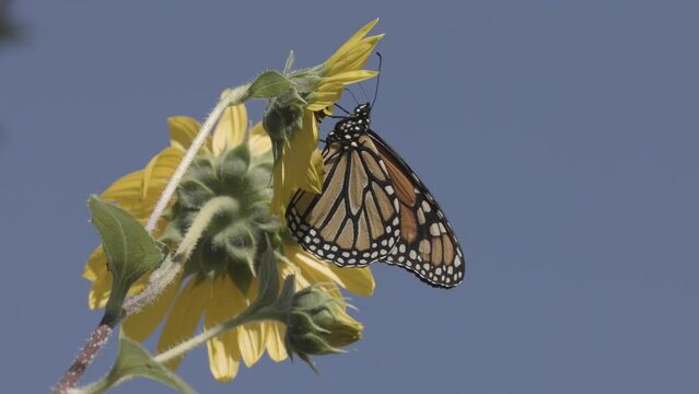 A half speed video depicts a monarch butterfly resting and feeding on a the small head of a native sunflower. A honey bee approaches causing the butterfly to flap it's wings and then to flutter away. 