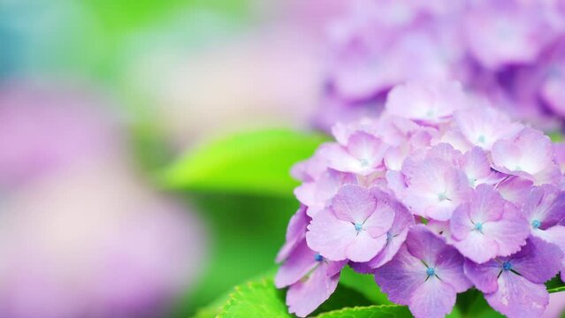 紫色のふんわりとした美しい紫陽花