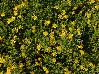 False yellowhead, or woody, or sticky, or yellow fleabane, or Dittrichia viscosa, wild plant