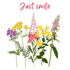 Just smile slogan and bouquet of field flowers, vector drawing wild plants at white background, flowering meadow print, hand drawn botanical illustration