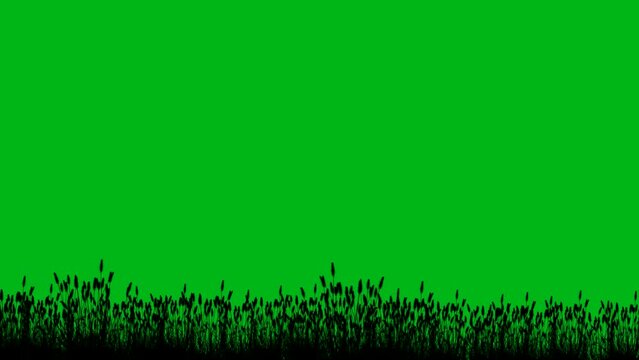 Silhouette grass field motion graphics with green screen background