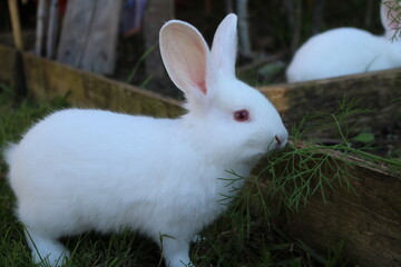 white rabbit on the grass