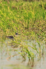 a wood sandpiper in a swampland, sundarbans delta region of west bengal in india