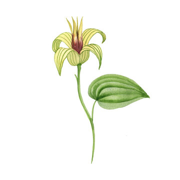 watercolor drawing flower of Stemona tuberosa, herb of traditional chinese medicine, hand drawn illustration