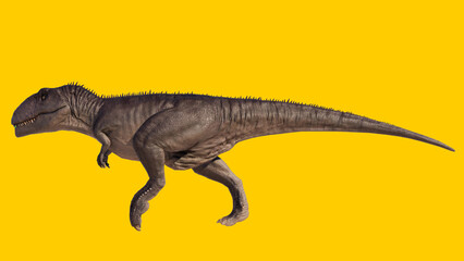 Giganotosaurus dinosaur walking and running roaring isolated on yellow blank background