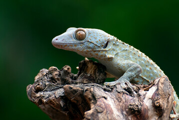 Close-up of a tokay gecko eyes