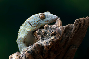 Close-up of a tokay gecko eyes