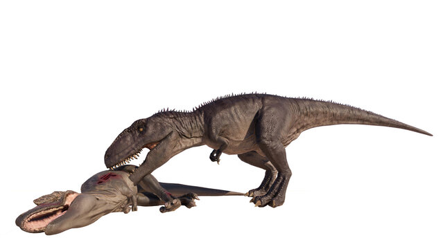 Giganotosaurus dinosaur eats meat and roars on a blank background PNG