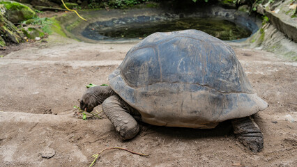 Obraz premium A giant turtle Aldabrachelys gigantea eats grass. Close-up. Side view. Scratched shells, scaly paws, wrinkled neck, head are visible. Seychelles.