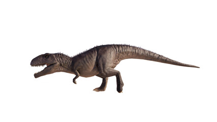 Fototapeta premium Giganotosaurus dinosaur running and roaring on a blank background PNG