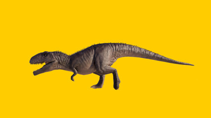Giganotosaurus dinosaur walking and running roaring isolated on yellow blank background