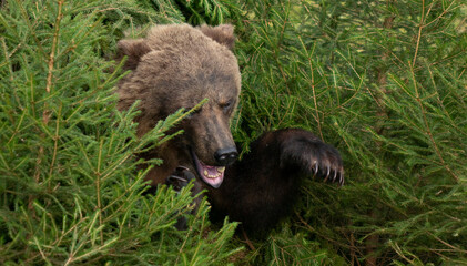 An aggressive big bear attacks, baring its claws.