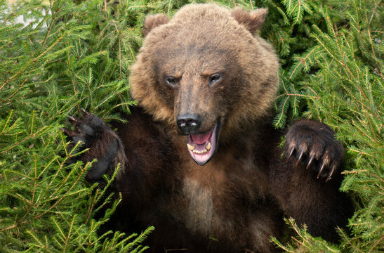 An aggressive big bear attacks, baring its claws.