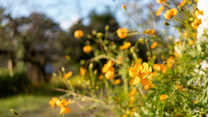 土手で見かけた夕方の黄色いコスモス