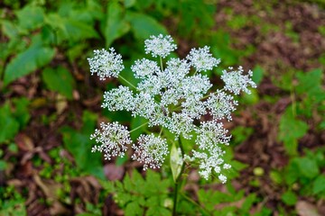 白い小花　シラネセンキュウ