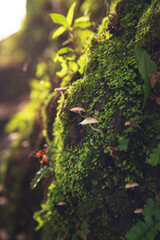 moss on tree