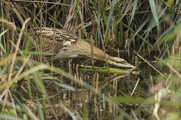A rare hunting Bittern, Botaurus stellaris, searching for food in a reedbed at the edge of a lake.	