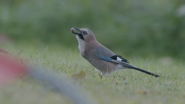 Eurasian jay picking up acorns for winter and swallows them