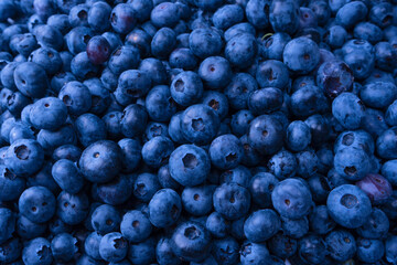 Fresh blueberry background. Texture blueberry berries close up.