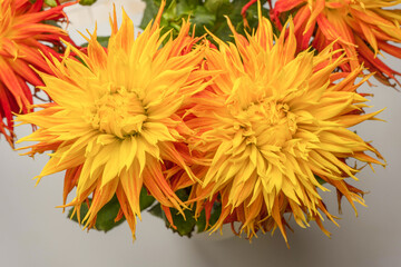 Obraz premium Bright orange autumn flowers as background.