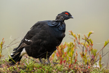 Black grouse in the misty bog at fall