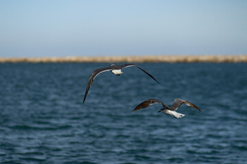 Gaviotas volando cerca de unas escolleras