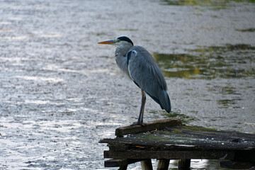 日陰に佇むアオサギ