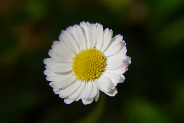 Obraz premium Closeup of a white daisy flower