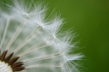 Closeup of a white dandelion  
