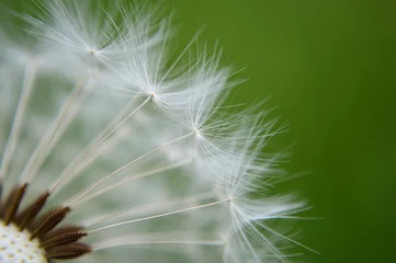 Foto op Canvas Closeup of a white dandelion   © AnnyKen