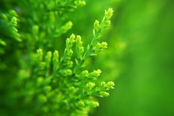 Closeup of a green evergreen tree brunch