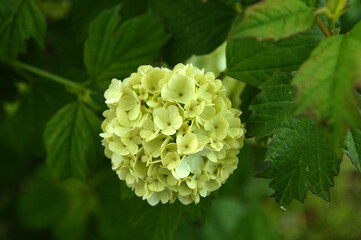 Closeup of a pale green hydrangea brunch