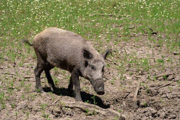Wildschwein mit nassen schmutzigen Beinen und Rüssel läuft vor einer Wiese mit Blumen