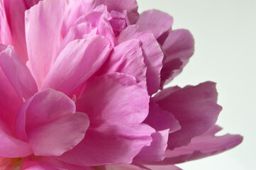 Obraz na płótnie Canvas Closeup of a pink peony flower
