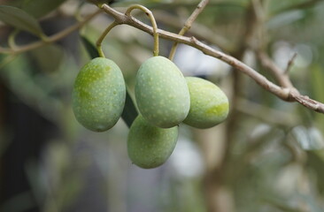 初秋に実ったオリーブの実