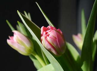Buds of pale pink tulips with green leaves