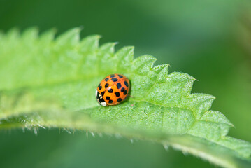 ladybird on a leaf