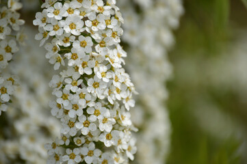 Closeup of a bunch of whote flowers on a bush branch