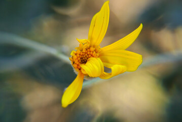 Closeup of a yellow daisy flower