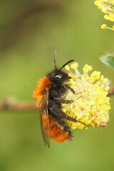 Closeup on a colorful female red Tawny mining bee, Andrena fulva eating yellow Willow pollen