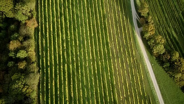 Flying with the drone over Klosterneuburg, Weidling over the Kerblwiese 5