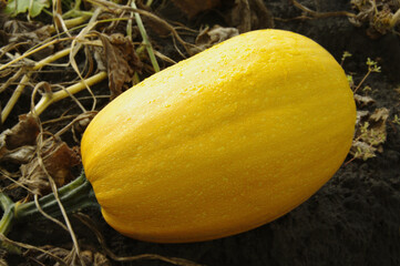 Yellow pumpkin on a natural background of earth and dry grass. Close-up. Selective focus.