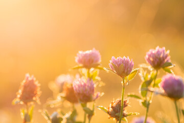 Macro shot of blooming clover against rising sun. Tender clever flowers in dew lit by morning sunlight